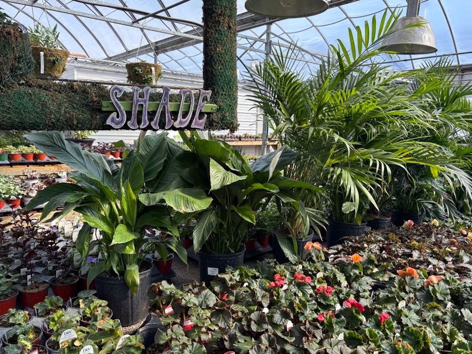 Sunshine Greenhouse offers plenty flowers and plants to pick from to fit your space